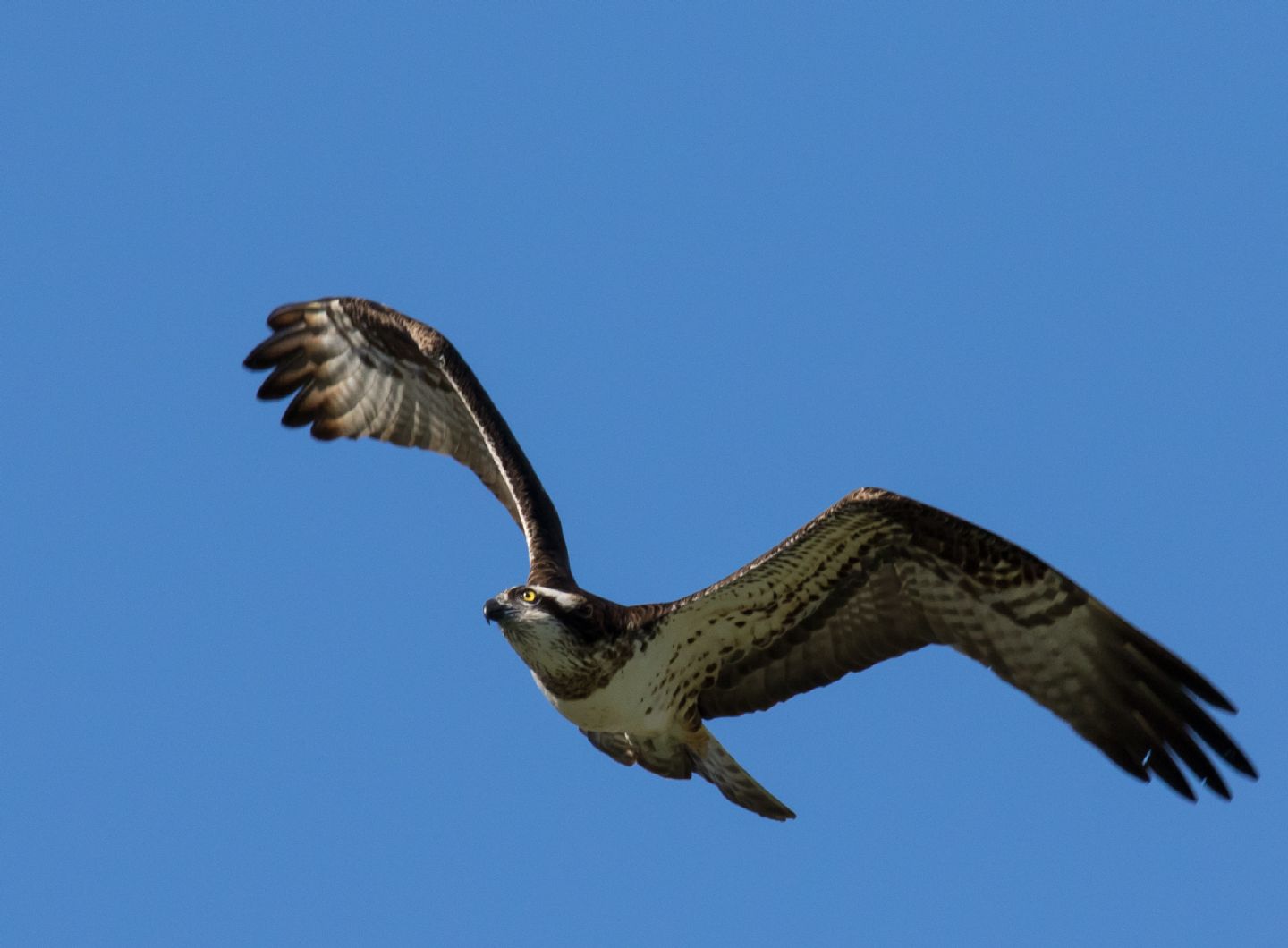 Falco pescatore